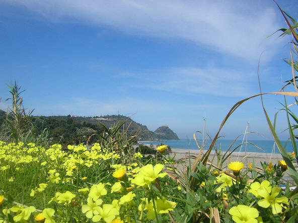Una vista parziale di San Gregorio di Capo d'Orlando con un cespuglio di fiori gialli in primo piano