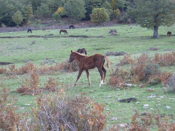Parco dei Nebrodi - Cavalli case Mangalaviti - Comune di Longi - Messina Sicilia