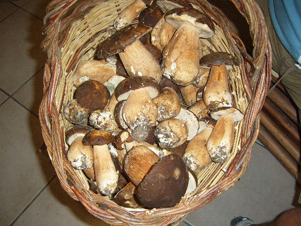 Funghi Porcini del Parco dei Nebrodi - tipica qualit� raccolta