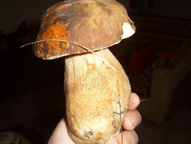 Fungo Porcino del Parco dei Nebrodi - tipica qualit� raccolta
